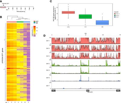 Higher-Order Chromatin Structures of Chromosomally Integrated HHV-6A Predict Integration Sites